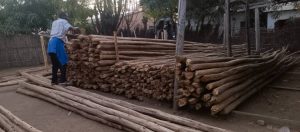 Sourcing local wood
